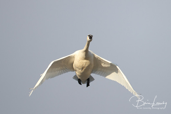 Tundra Swan - Ontario, Canada