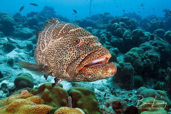 Tiger Grouper - Bonaire