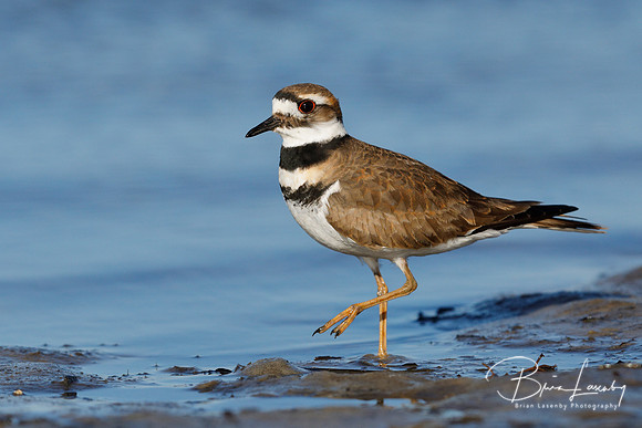 Killdeer (Charadrius vociferus)