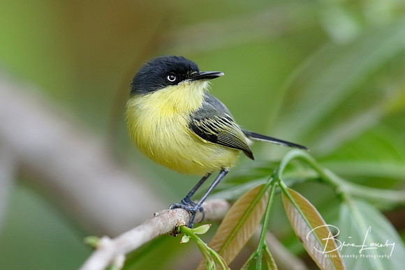 Common Tody-Flycatcher - Panama