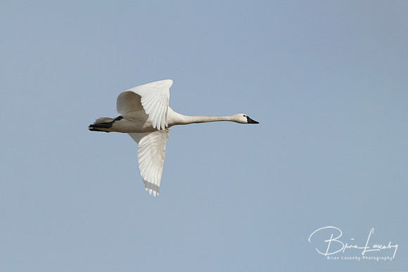 Tundra Swan - Ontario, Canada