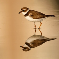 Semipalmated Plover (Charadrius semipalmatus)