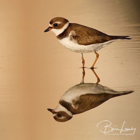 Semipalmated Plover (Charadrius semipalmatus)