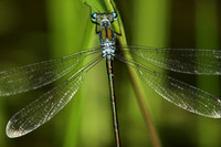 Spreadwing