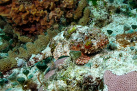 Spotted Scorpionfish