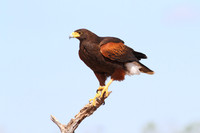 Harris's Hawk - Texas