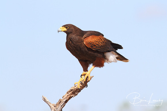 Harris's Hawk - Texas