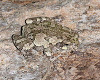Gray Tree Frog