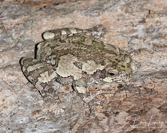 Gray Tree Frog