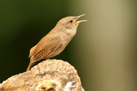 House Wren