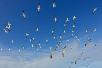 Black Skimmers - Florida