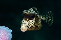 Spotted Trunkfish - Roatan