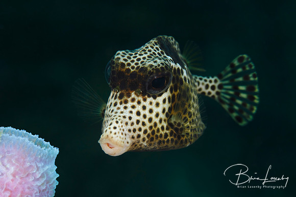 Spotted Trunkfish - Roatan