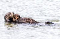 Southern Sea Otter cradling her pup - Monterey Peninsula, Califo