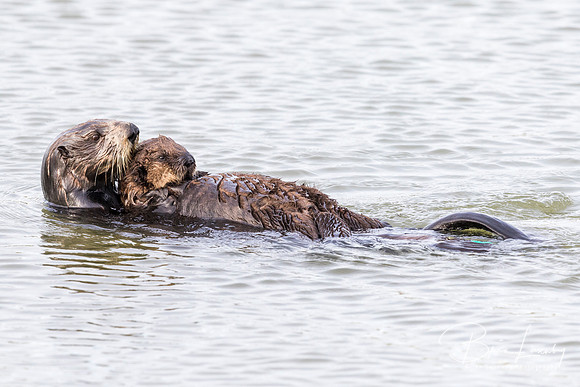 Southern Sea Otter cradling her pup - Monterey Peninsula, Califo