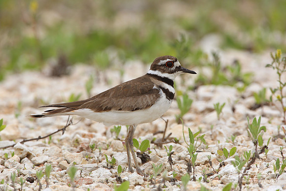 Killdeer