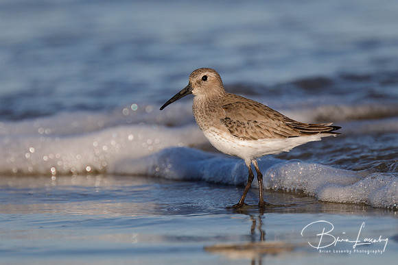 Dunlin foraging on a beach in winter
