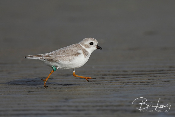 Piping Plover foraging on a beach in winter