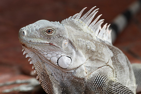 Iguana Portrait - Bonaire