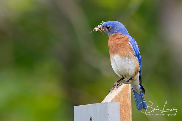Male Eastern Bluebird with a Grasshopper in its Beak
