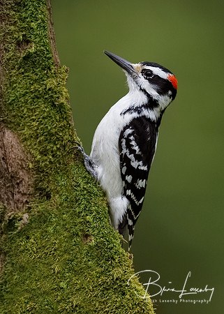 Male Hairy Woodpecker foraging for insects on a mossy tree trunk