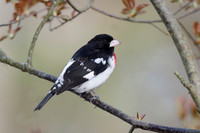 Male Rose-breasted Grosbeak - Grand Bend, ON