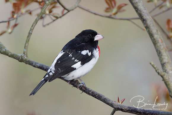 Male Rose-breasted Grosbeak - Grand Bend, ON