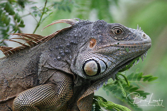 Iguana