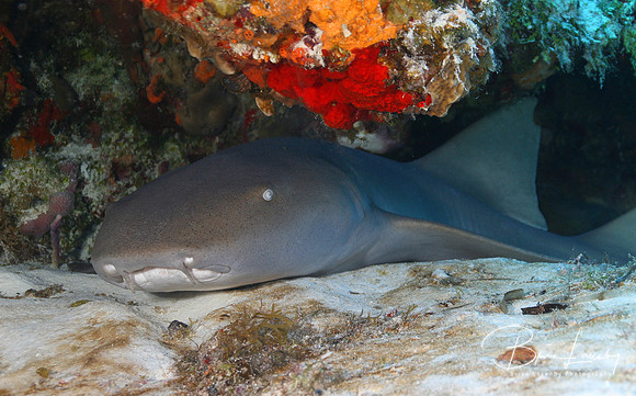 Nurse Shark - Cozumel