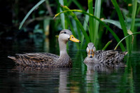 Pair of Mottled Duck on a Florida river