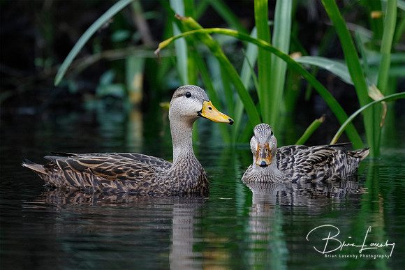 Pair of Mottled Duck on a Florida river