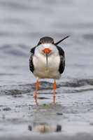 Black Skimmer resting on a Gulf of Mexico beach - Florida