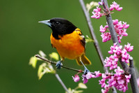 Male Baltimore Oriole (Icterus galbula) - Grand Bend, ON