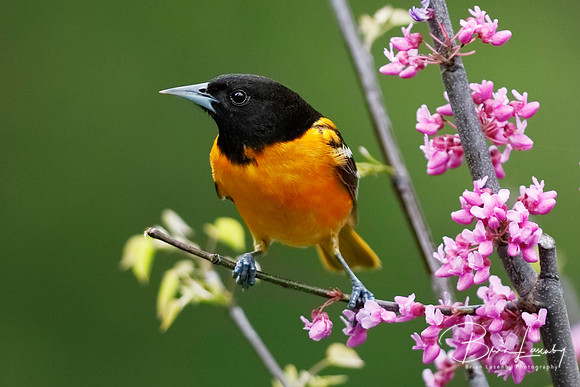 Male Baltimore Oriole (Icterus galbula) - Grand Bend, ON