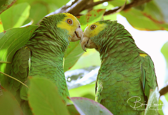 Yellow-shouldered Parrots - Bonaire