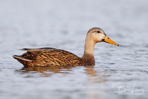 Mottled Duck swimming in a lagoon - Pinellas County, Florida