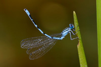 Vernal Bluet (Hemaris diffinis) on a cattail leaf