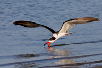 Black Skimmer (Rynchops niger)