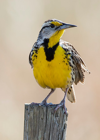 Eastern Meadowlark - Florida