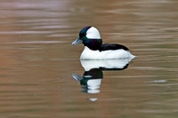 Bufflehead