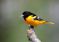 Male Baltimore Oriole (Icterus galbula) - Grand Bend, ON