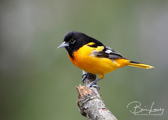 Male Baltimore Oriole (Icterus galbula) - Grand Bend, ON