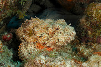 Spotted Scorpionfish - Bonaire