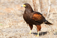 Harris's Hawk (Parabuteo unicinctus) - Texas