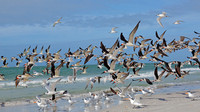 Flock of Black Skimmers Taking Flight - Florida
